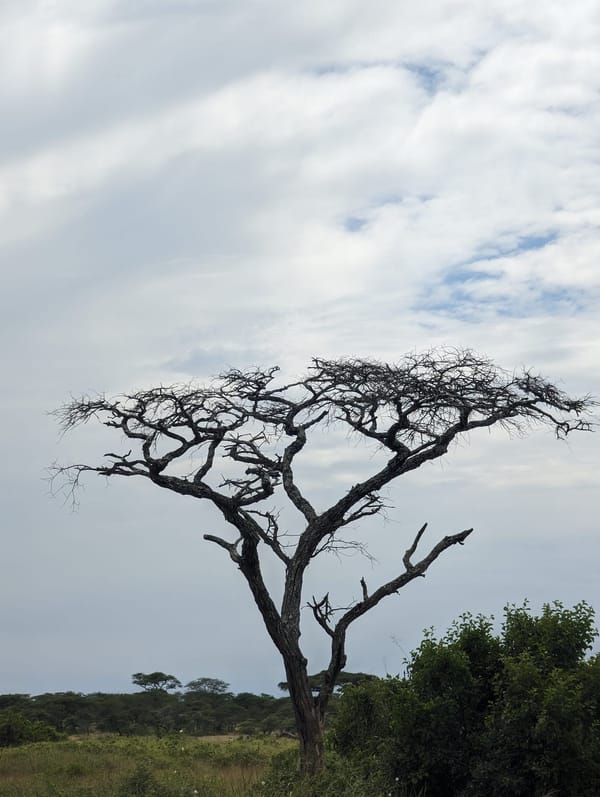 Skeletal acacia against the morning sky.