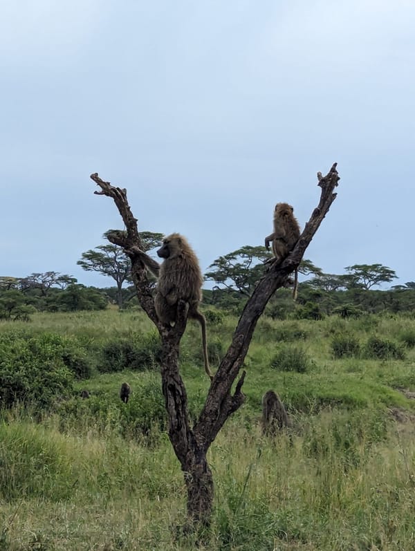 Two olive baboons survey the plain from a dead tree.