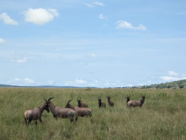 A herd of topi grazes the open grassland.