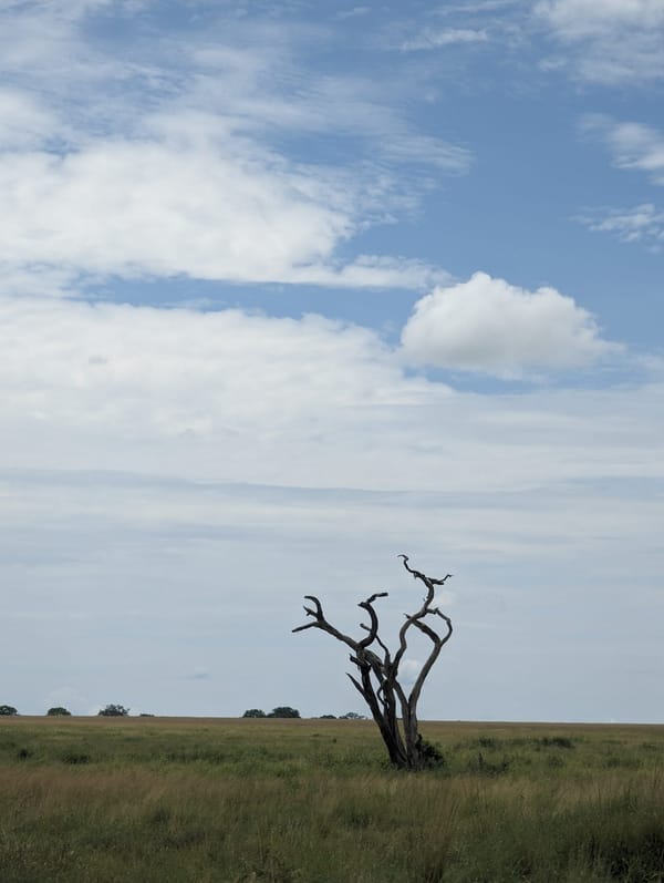 A weathered tree stands alone on the Serengeti plain.