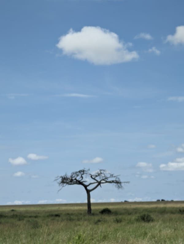 A single acacia and one perfect cloud.