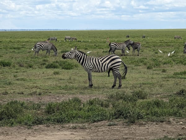 Zebras and cattle egrets share the short grass.