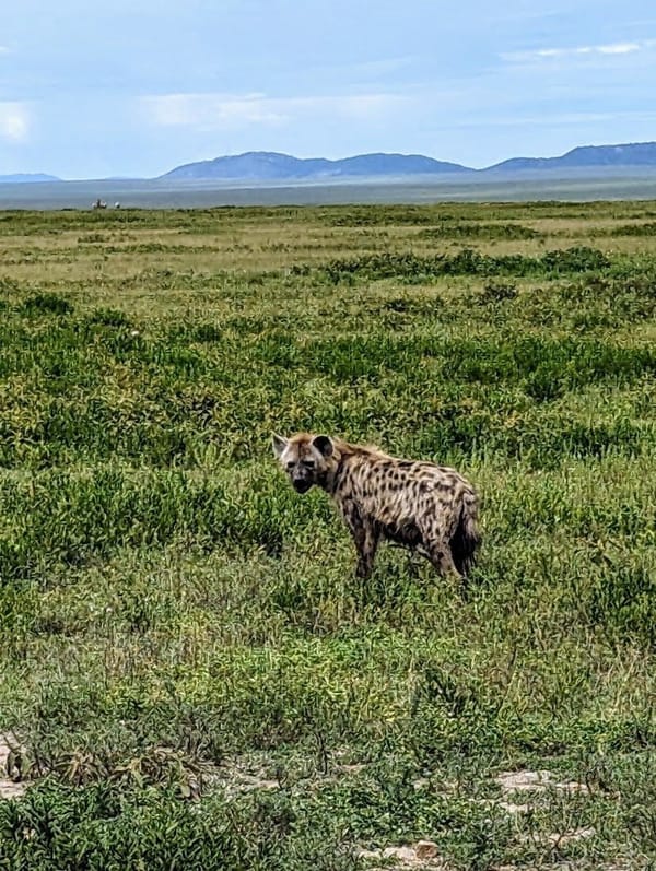 A spotted hyena patrols the green crater floor.