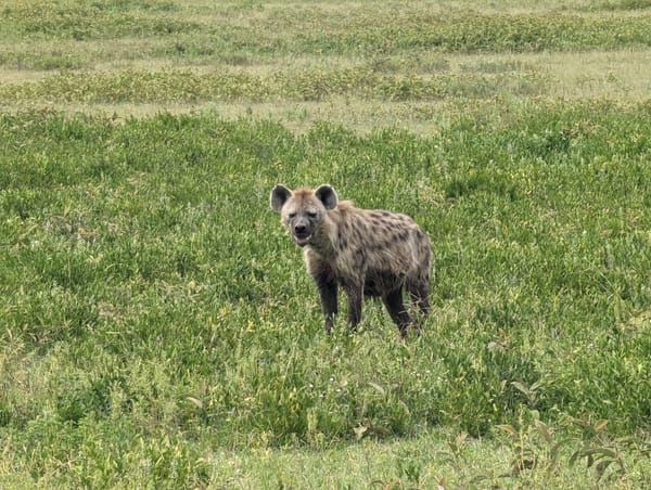 The hyena stops to take stock of the truck.