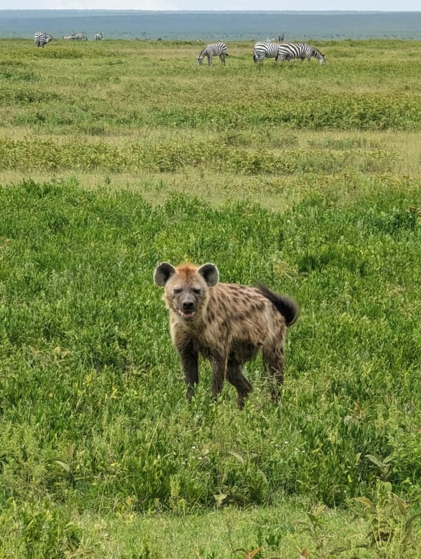 Spotted hyena in the foreground, zebras grazing behind.