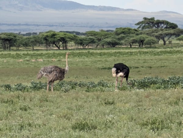 A male and female ostrich foraging together.