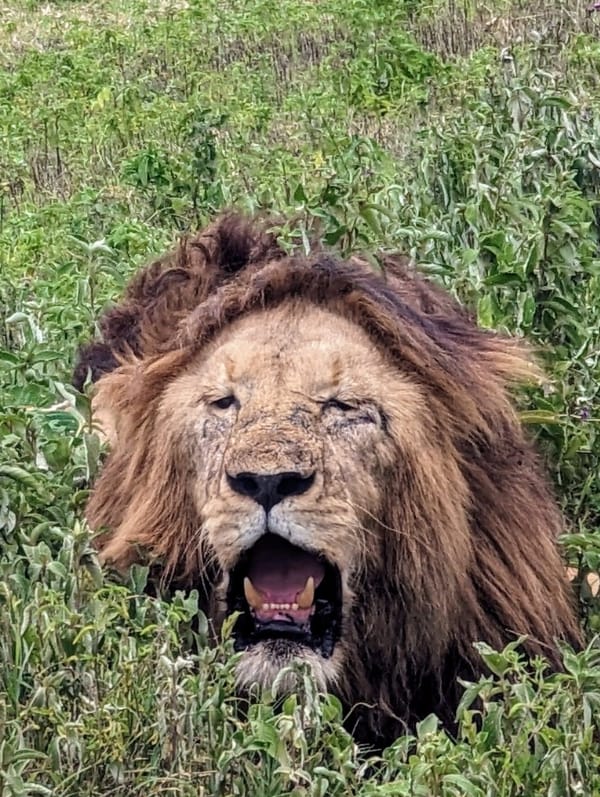 Crater male, mouth open mid-yawn.