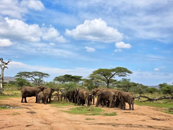 Elephant herd under the acacia trees in the Serengeti.