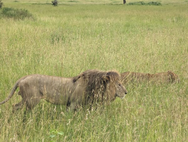 A pair of lions moving together through the Serengeti grass.