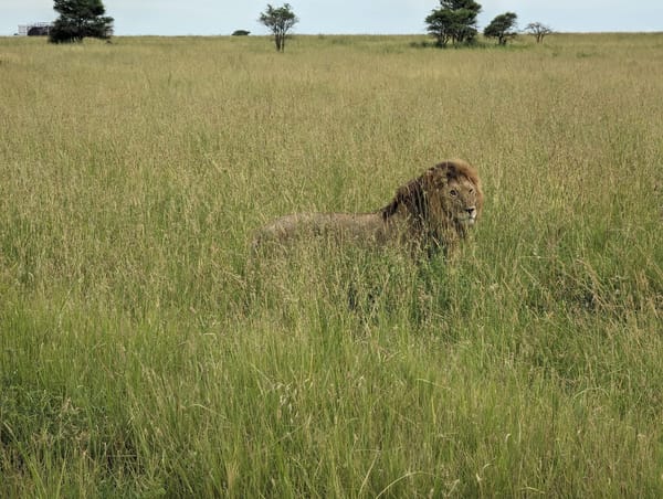 A male lion in the tall grass of the Serengeti, looking straight at the camera.