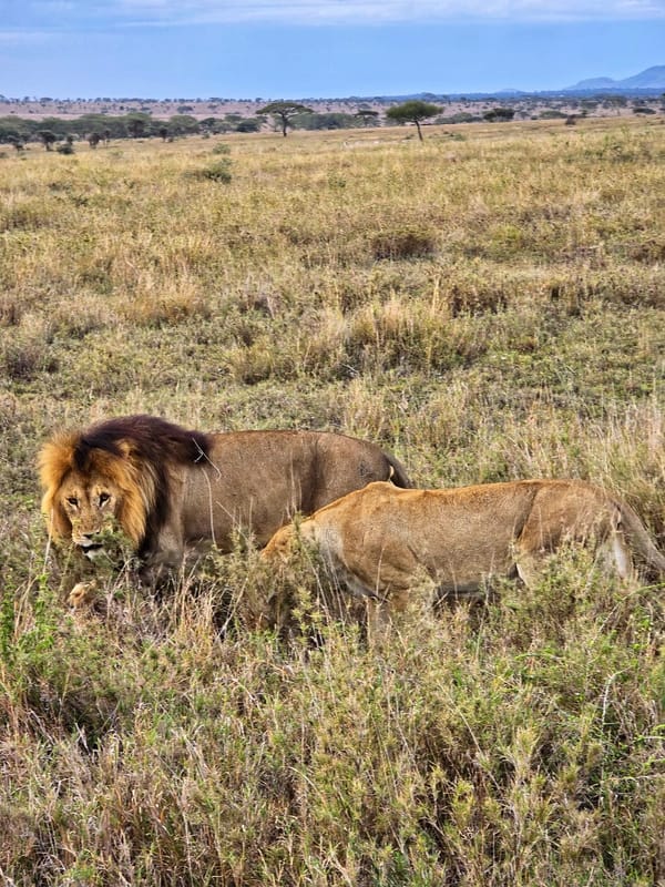Lion pair on the open Serengeti plains.