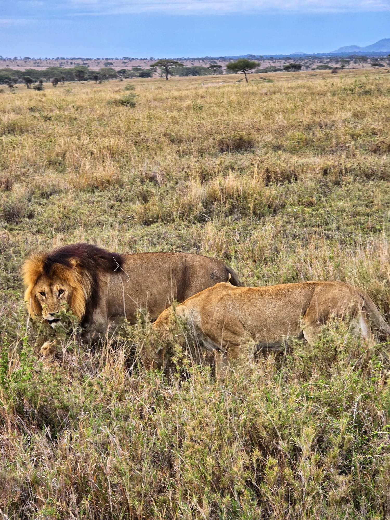 Lion pair on the open Serengeti plains.