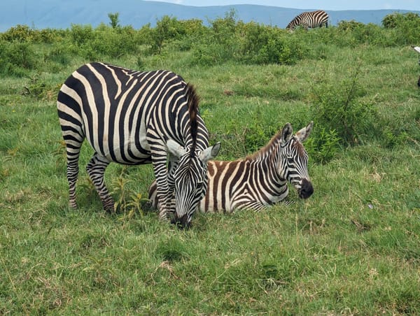 A zebra mother and her foal close in the grass.