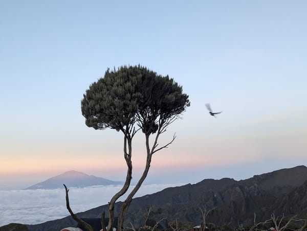 A lone tree and a bird in flight against the pink dusk, Mt Meru distant.