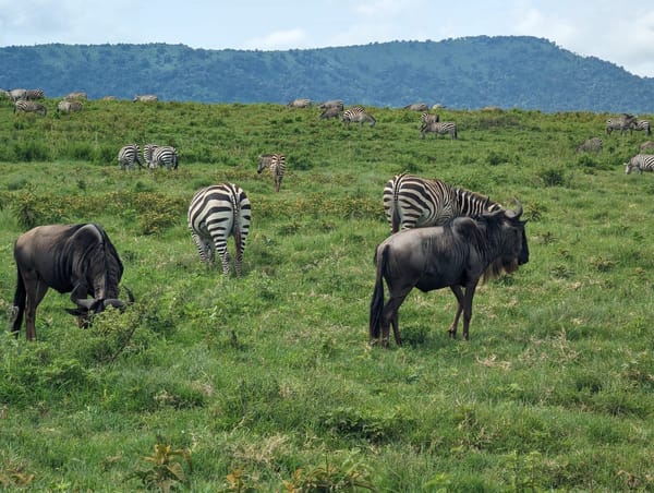 Wildebeest and zebra grazing together with the highland foothills behind.