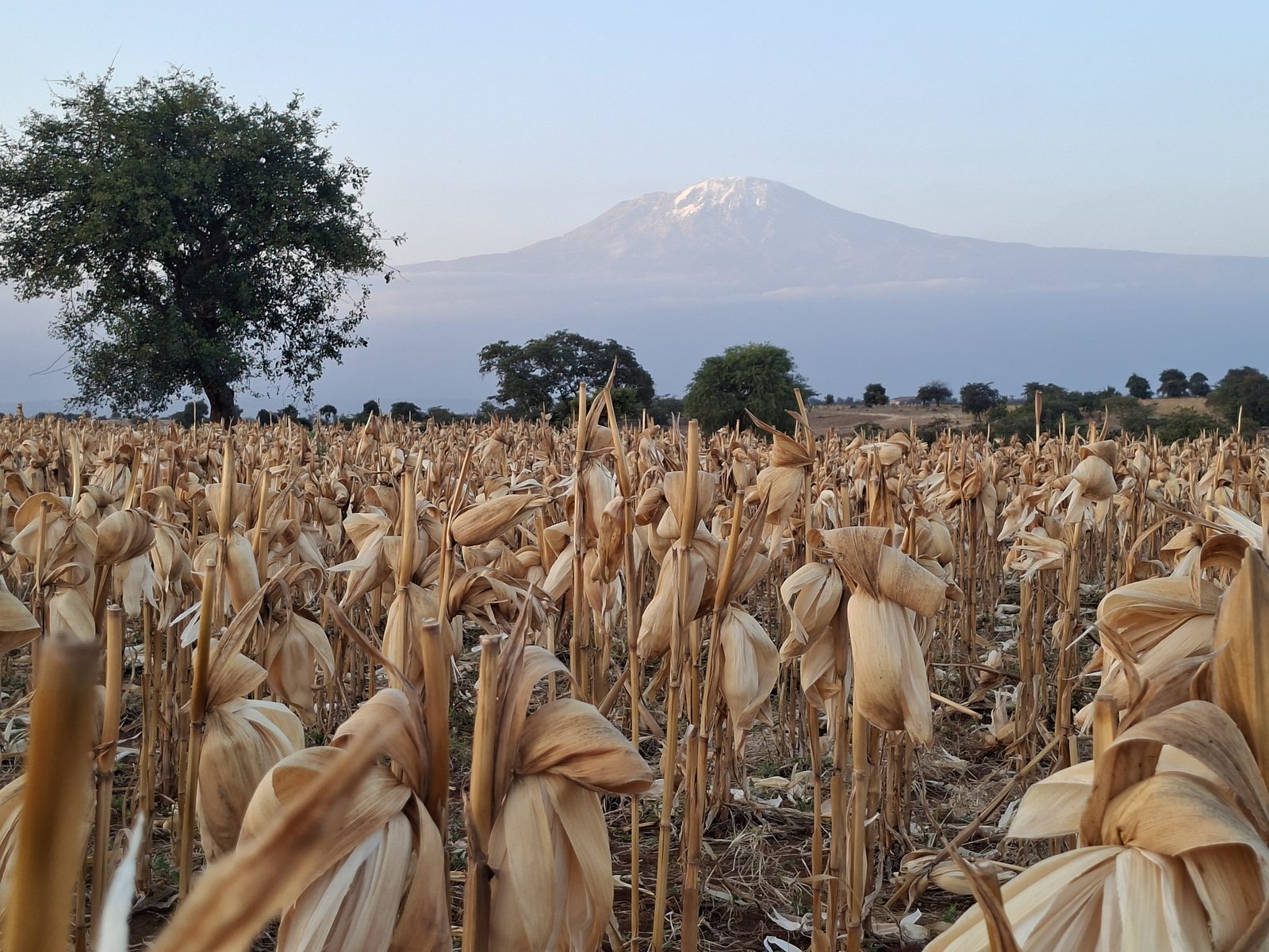 The Mushi family corn farm below the Machame junction, with Mount Kilimanjaro wide across the horizon