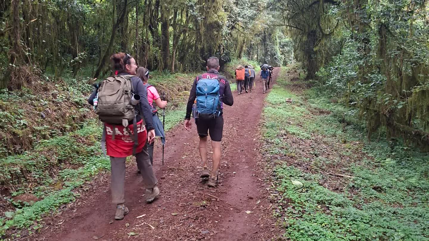 Trekkers and porters walking the wide red-earth trail through moss-hung rainforest on the Marangu Route