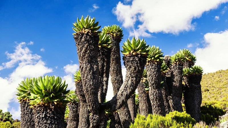 Northern Circuit, remote northern slopes of Kilimanjaro at sunrise