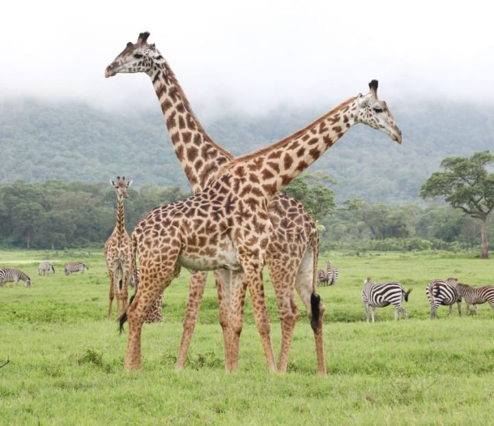 Arusha National Park (2)