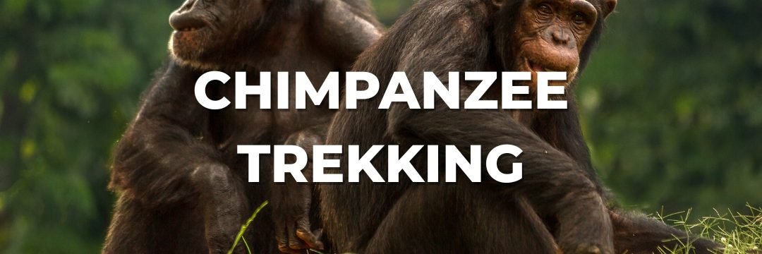 Chimpanzee Trekking