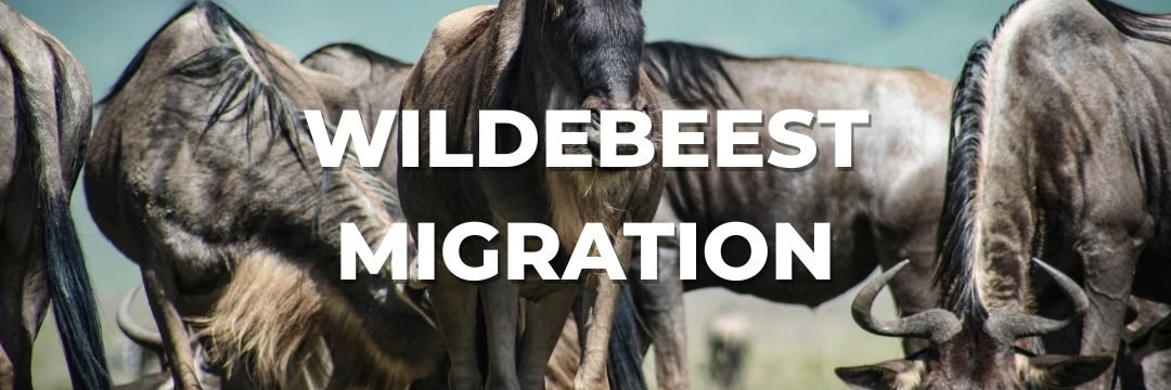 Migration Safaris