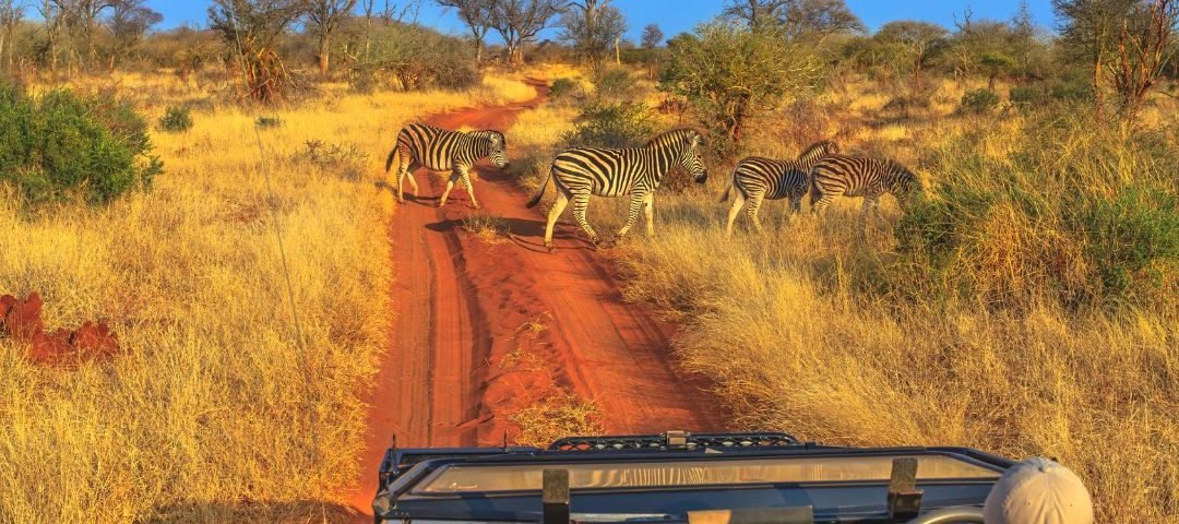 game drive